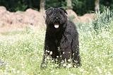 BOUVIER DES FLANDRES 019